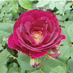 SOUVENIR DU DR JAMAIN (Hybrid perpetual)